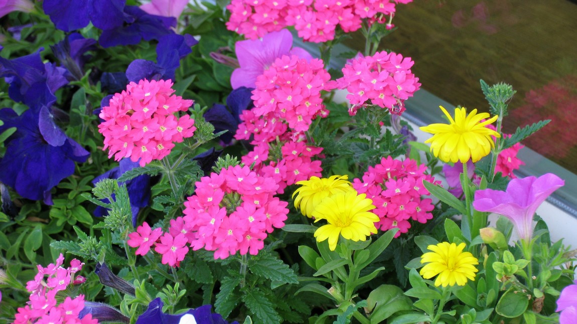 Flowers