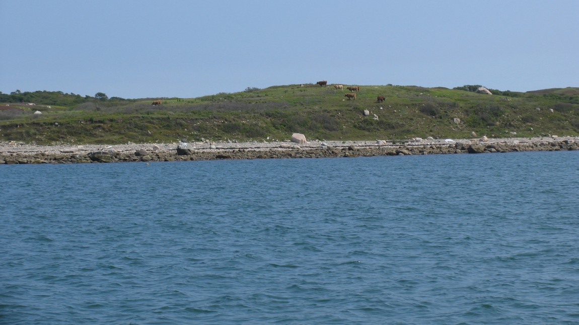 Cows on Nashuon Island