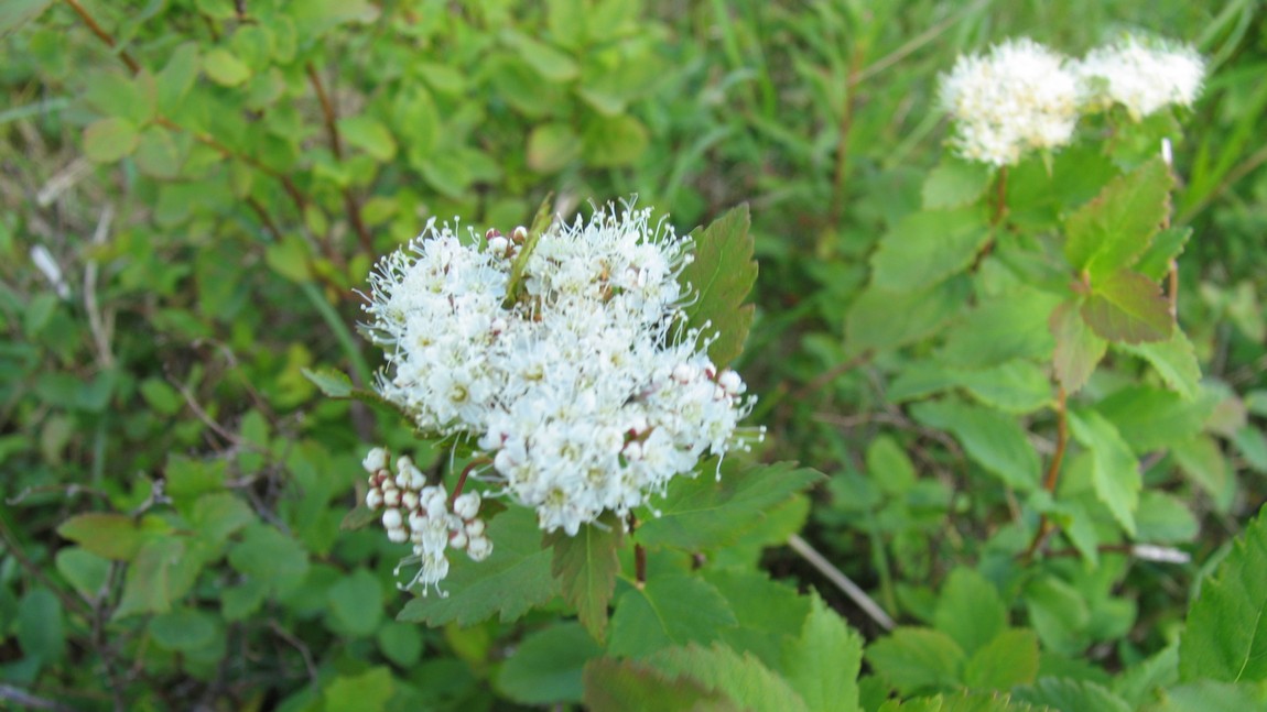 Flower in Turnagain Pass