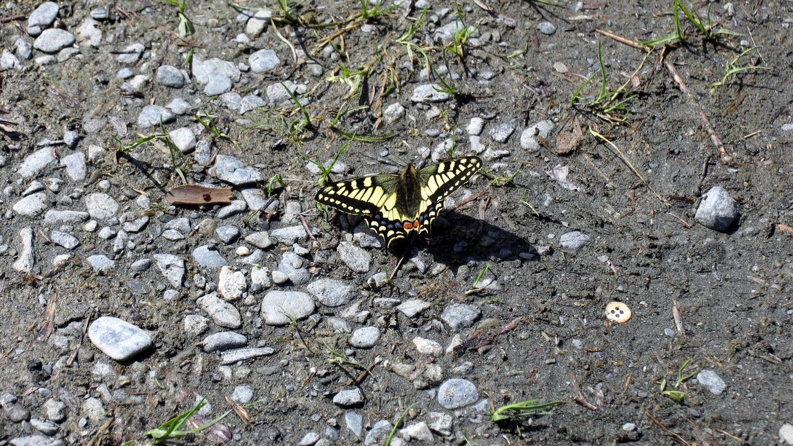 Butterfly