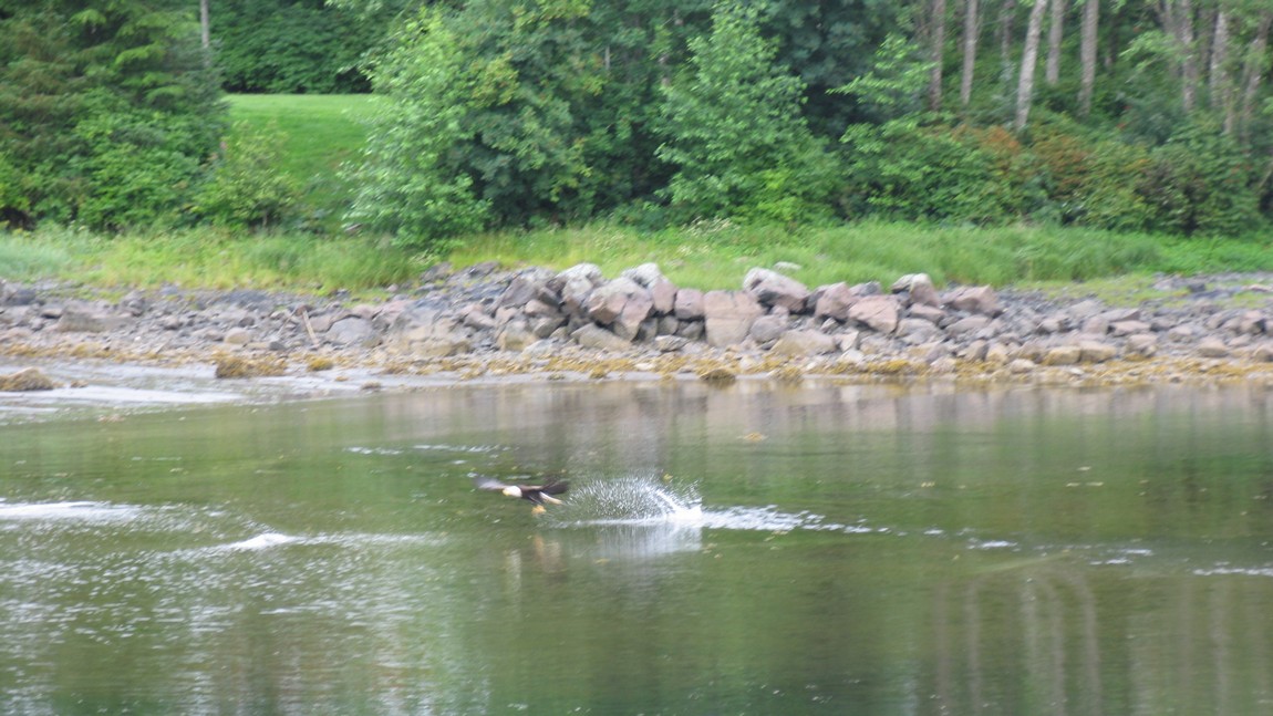 Bald Eagle fishing