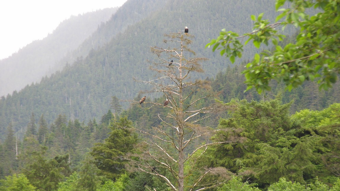 Bald Eagles and ravens