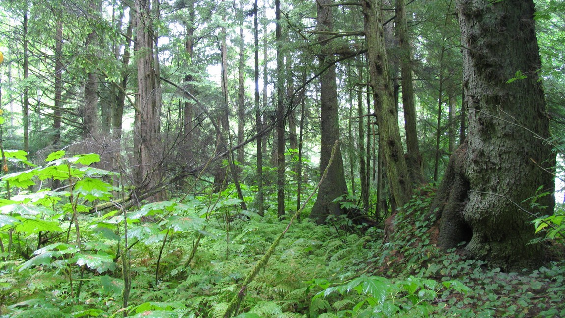 Forests in Sitka