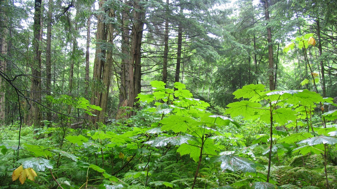Forests in Sitka