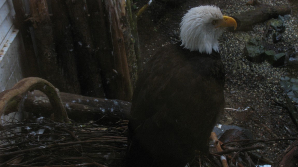 Bald Eagle