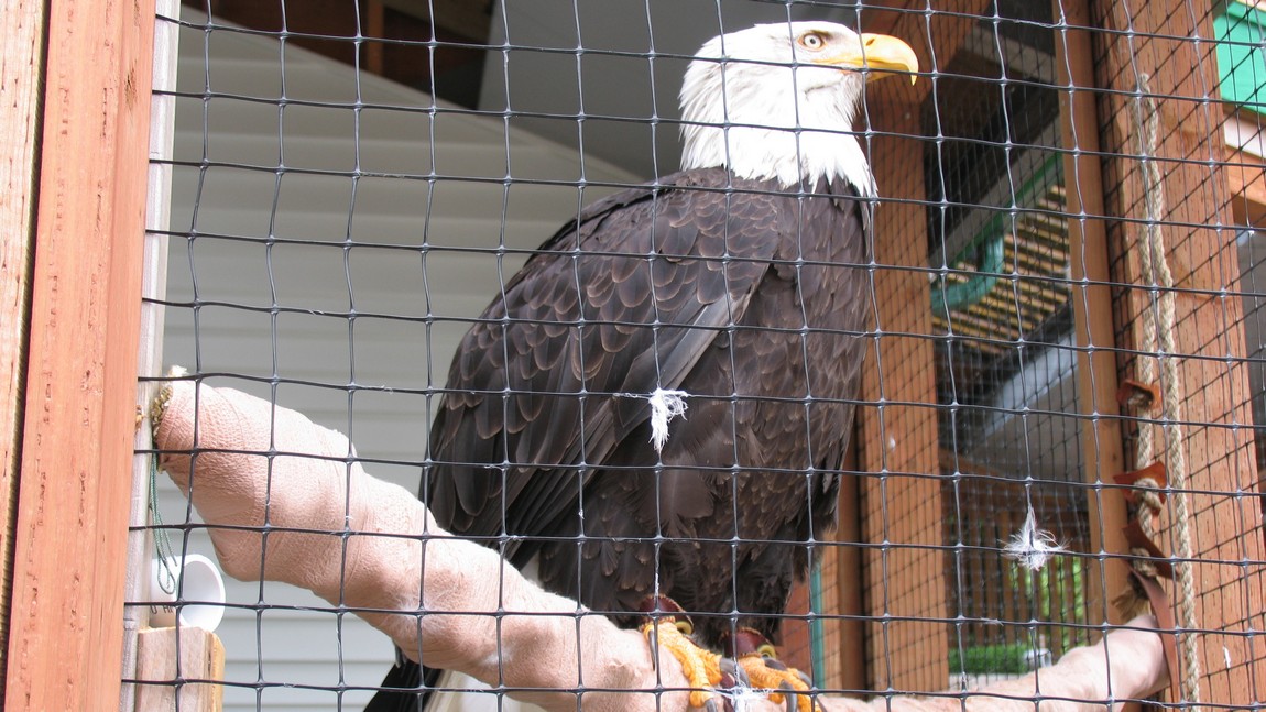 Bald Eagle