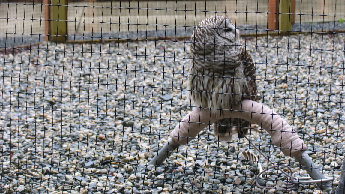 Owl