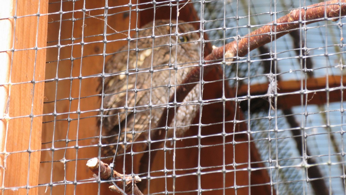 Western Screech Owl