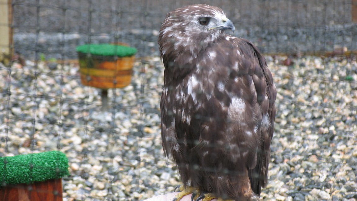 Eagle
