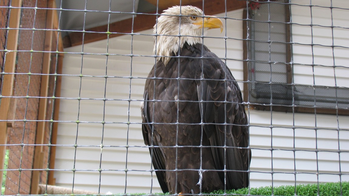 Bald Eagle