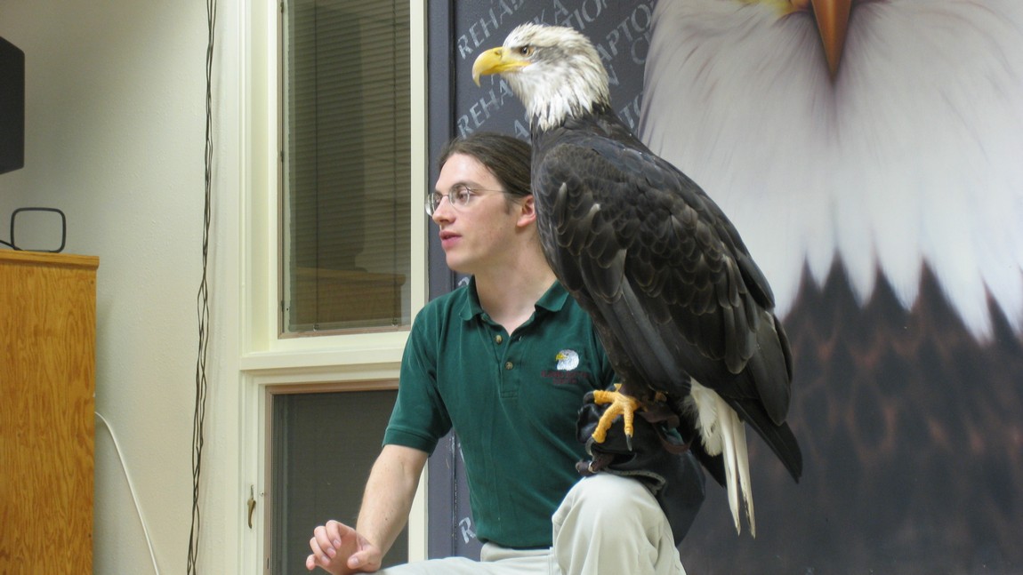 Bald Eagle with handler