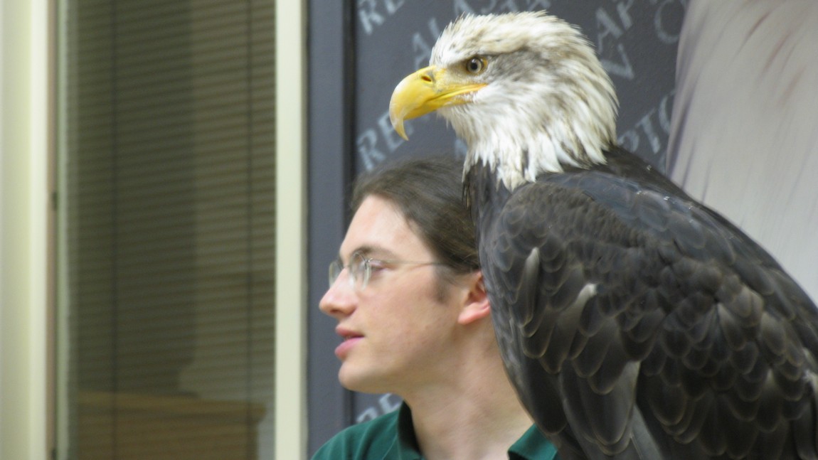 Bald Eagle with handler