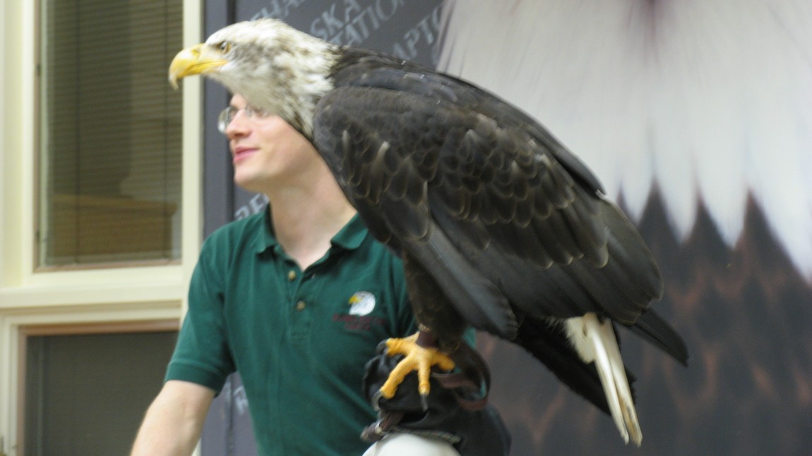 Bald Eagle with handler