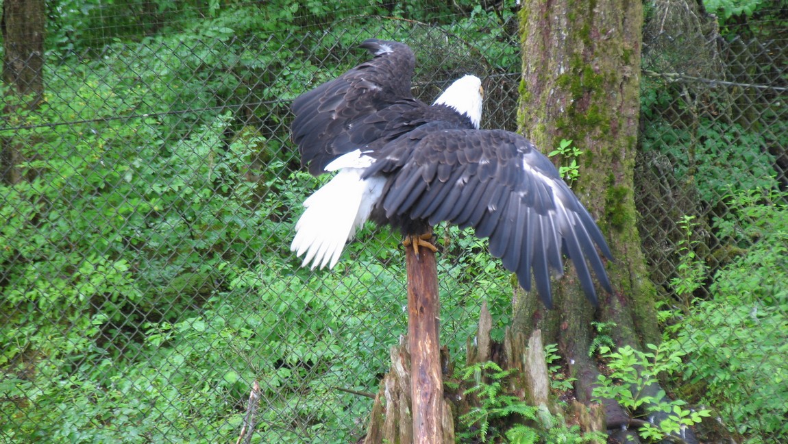 Bald Eagle outside