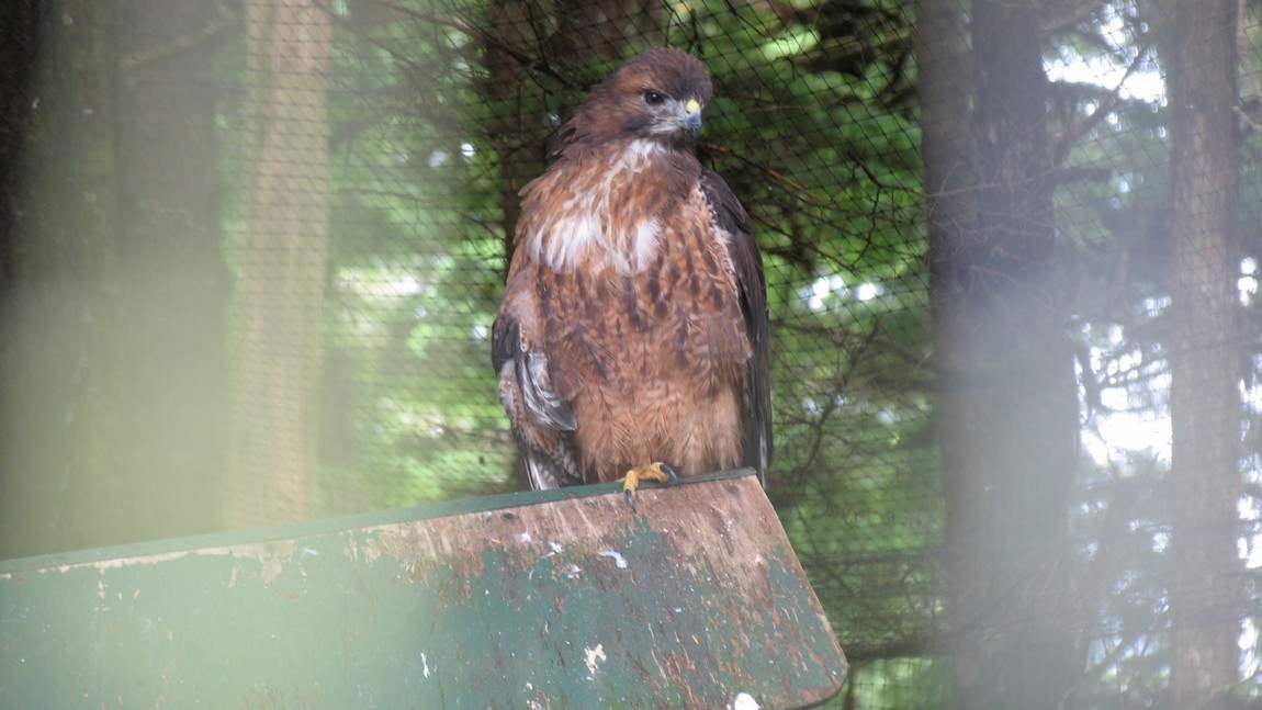 Red Tailed Hawk