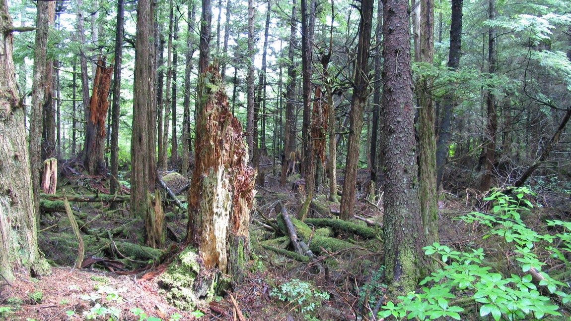 Walking trail