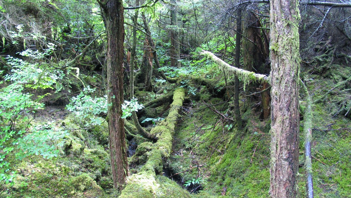 Walking trail