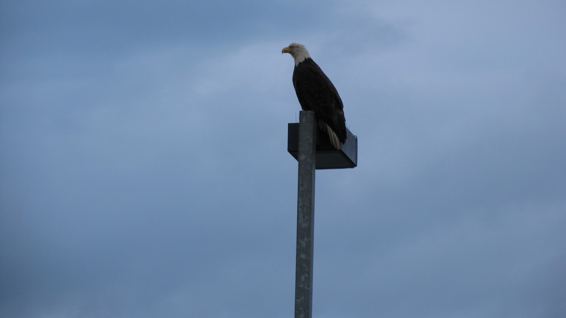 Bald Eagle