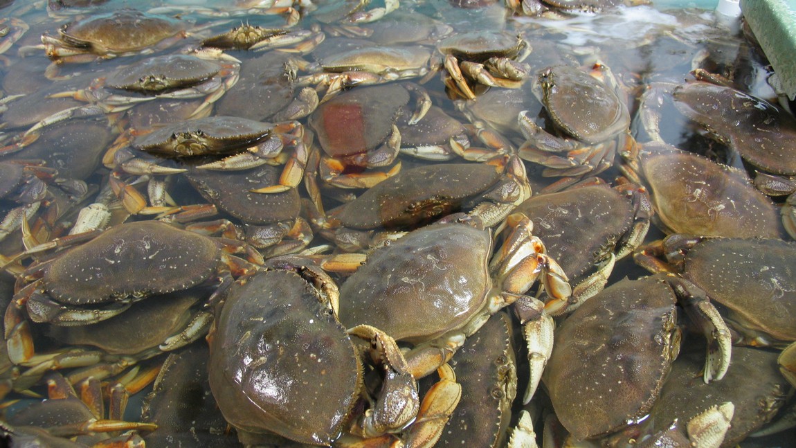 Crabs in a store window