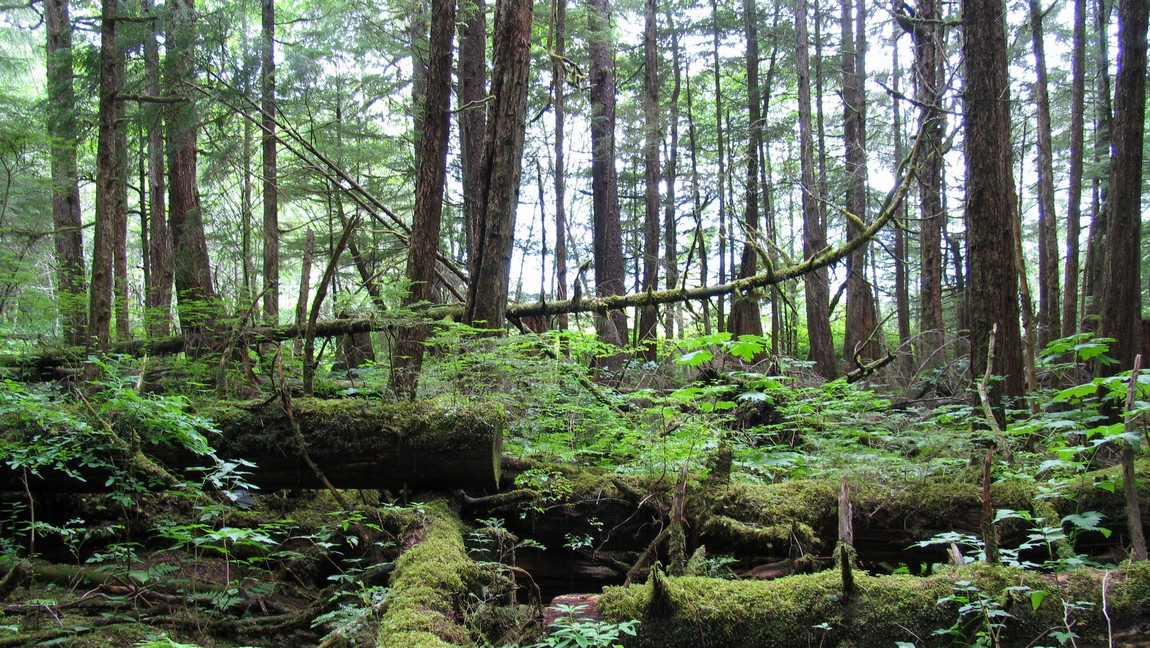 Rainbow Falls trail