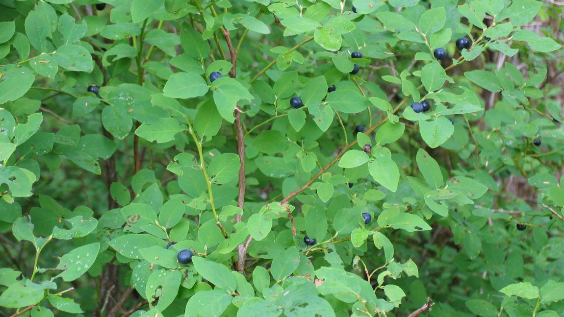 Blueberries