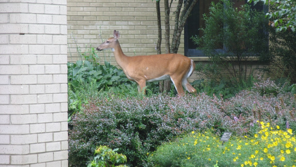 Another deer