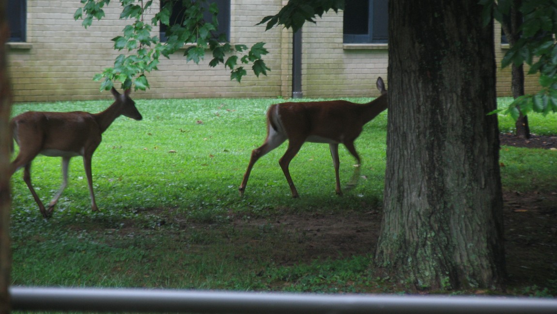 More deer