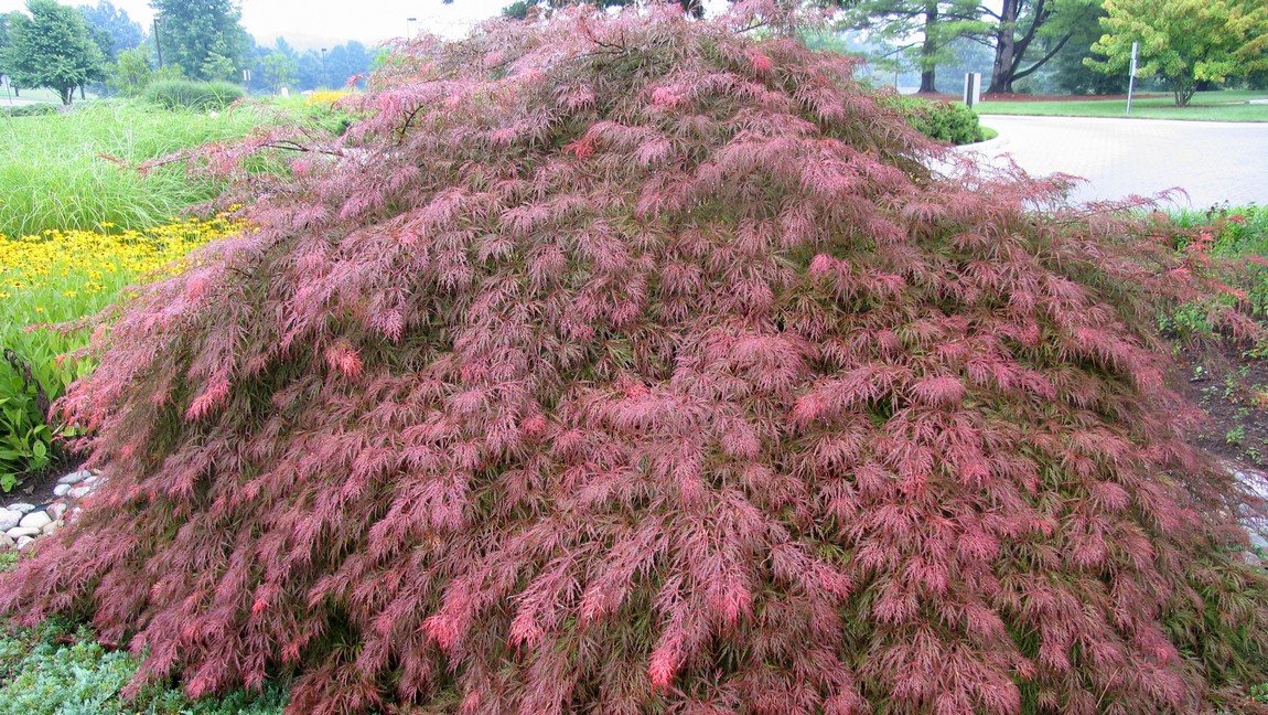 Japanese Maple