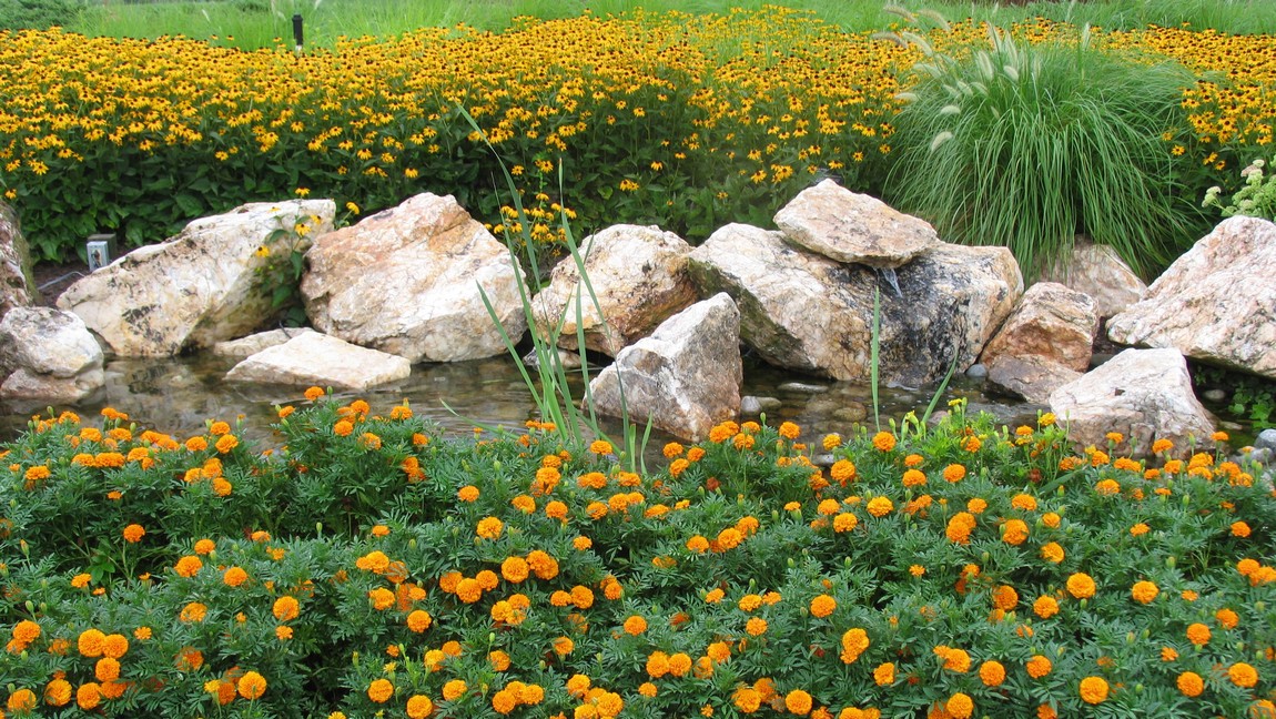 Marigolds