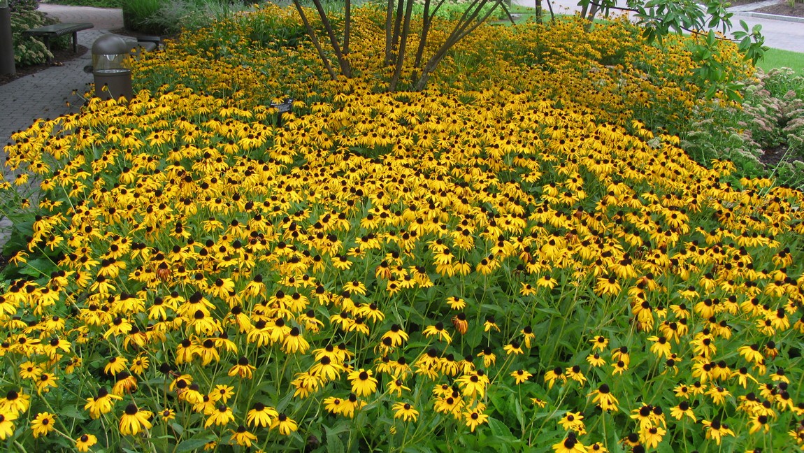 Black Eyed Susans