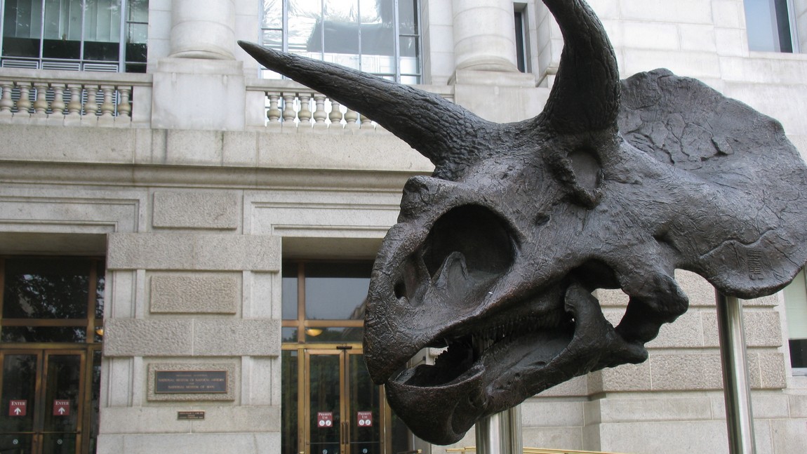 Dinosaur skull