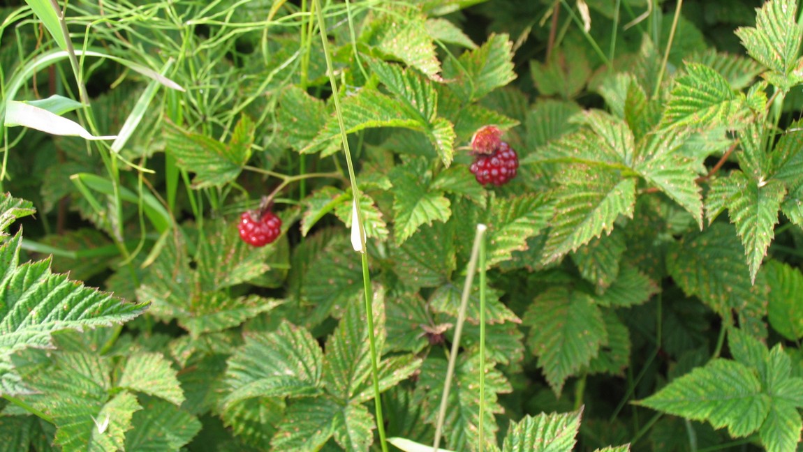 Raspberries