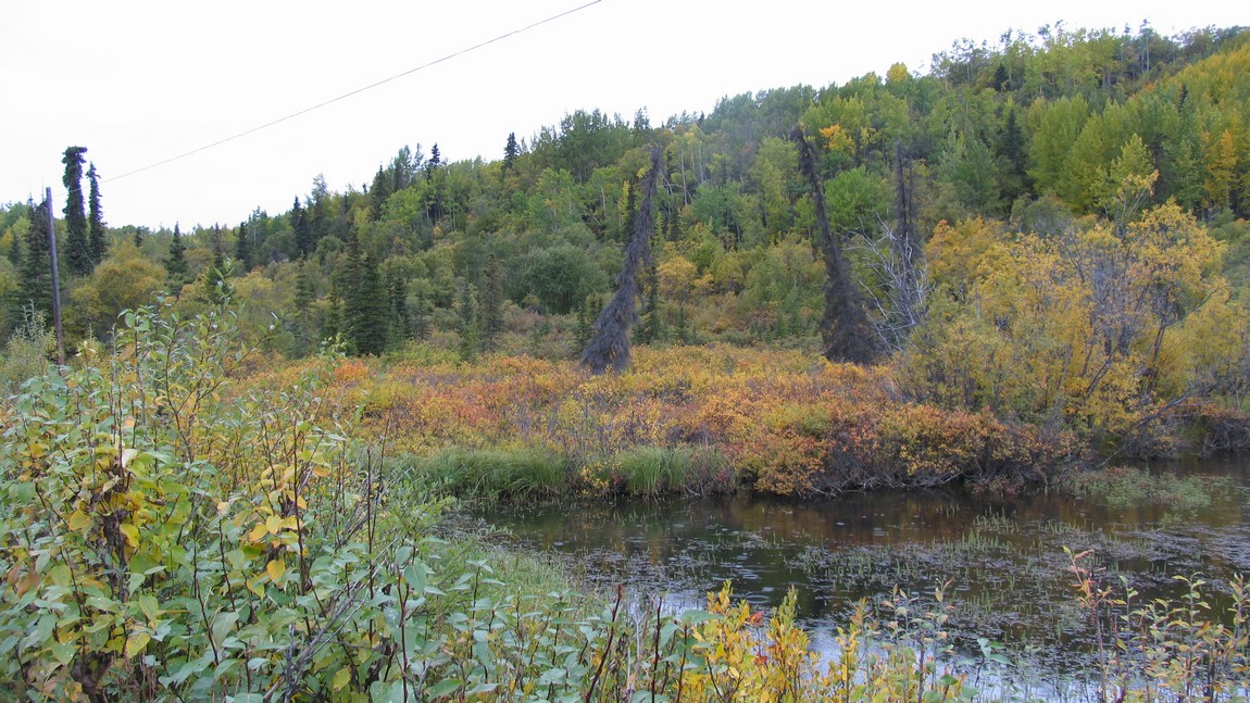 Fall colors east of Chickaloon