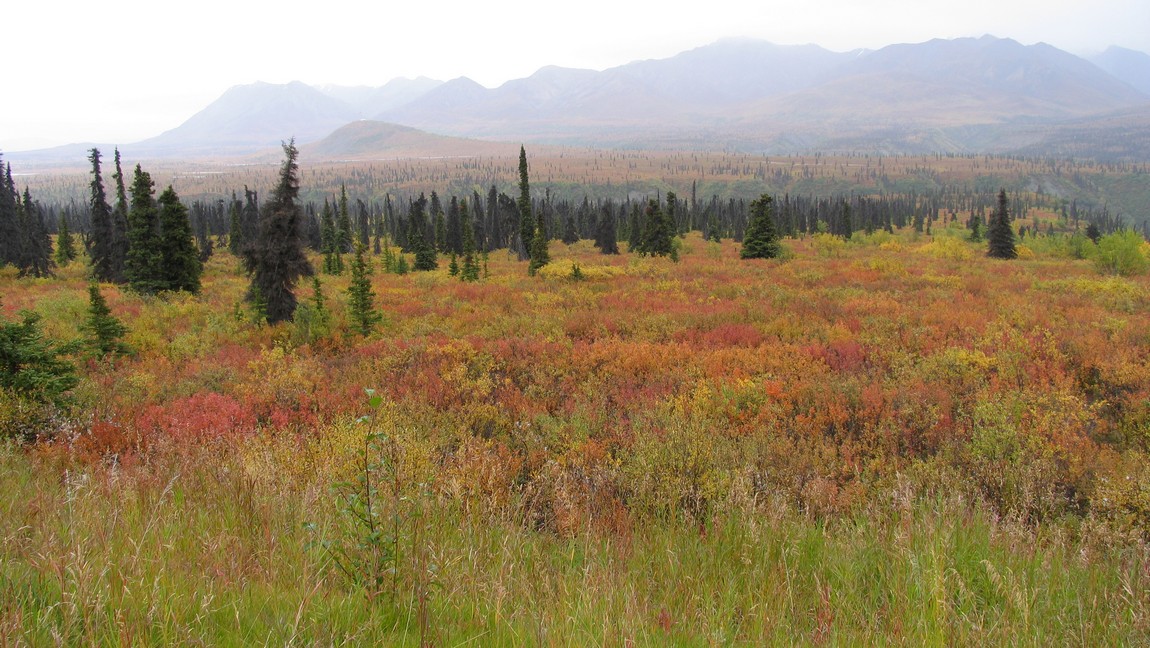 Fall colors in the Eureka area