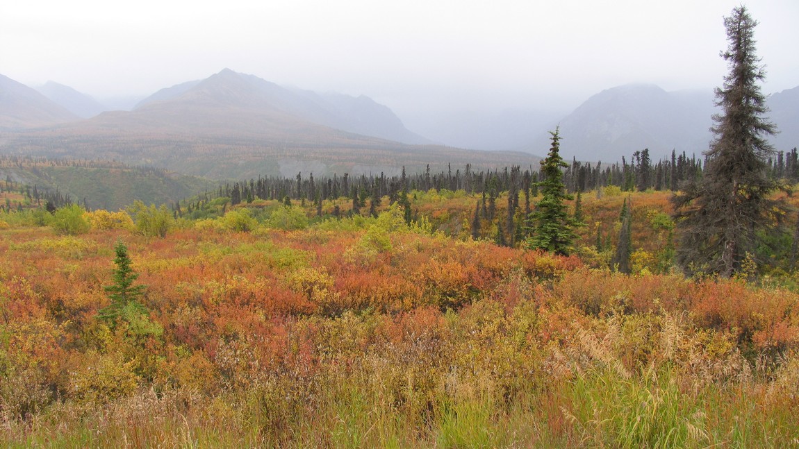 Fall colors in the Eureka area