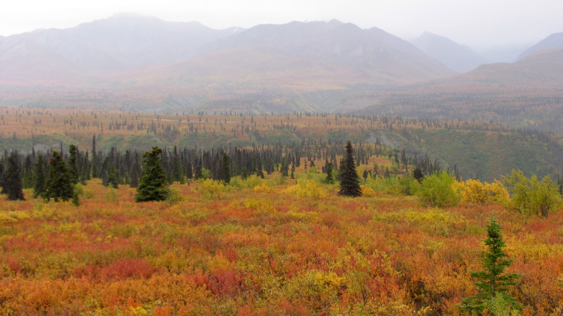 Fall colors in the Eureka area