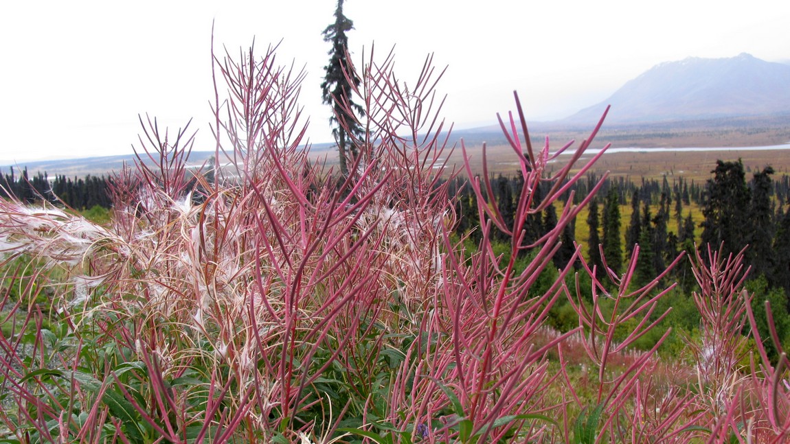 Fireweed in the Eureka area