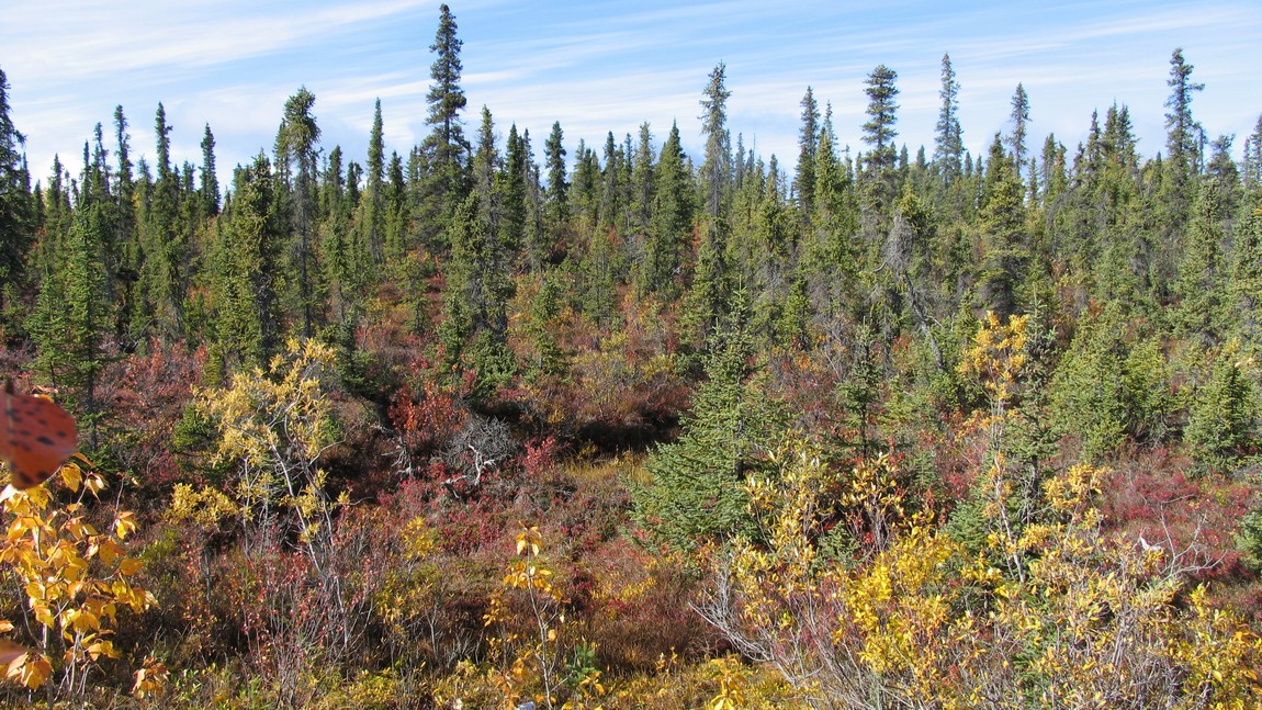 Fall colors