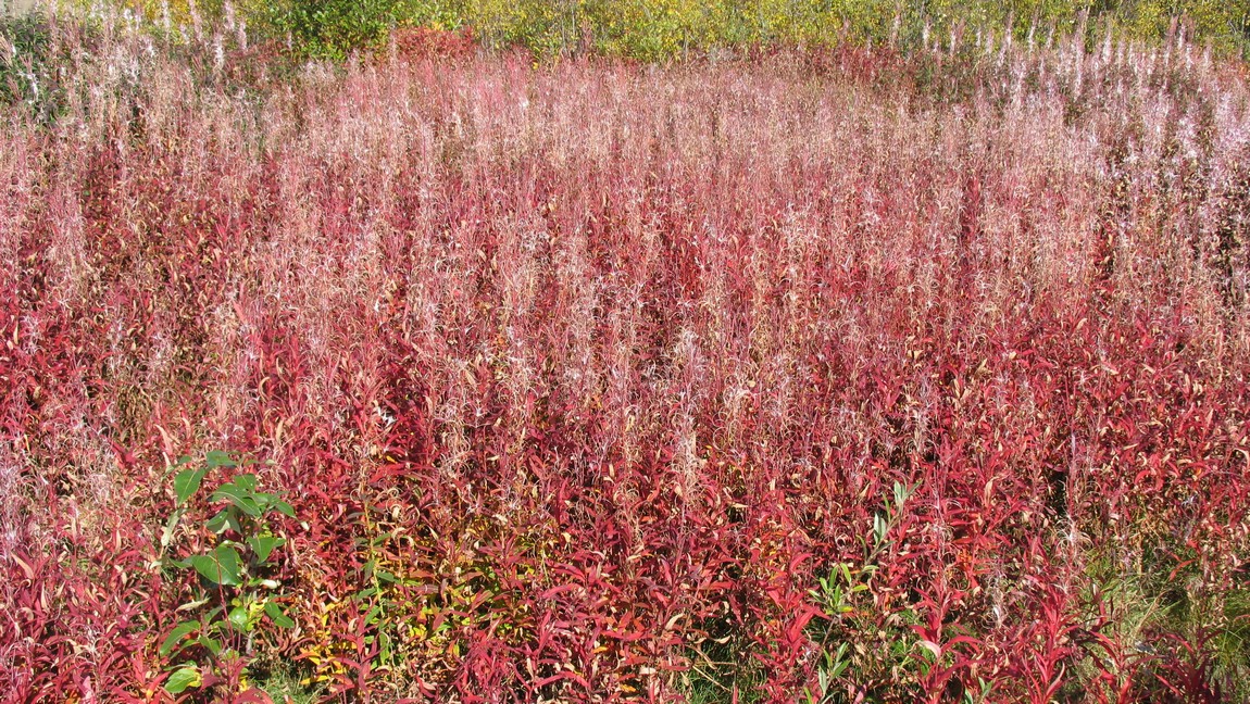 Fireweed near Mendeltna