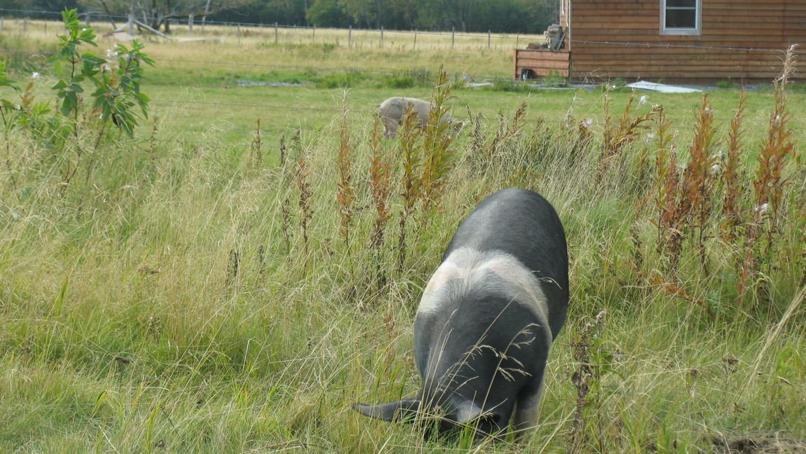 Piggies near the Pasagshak River