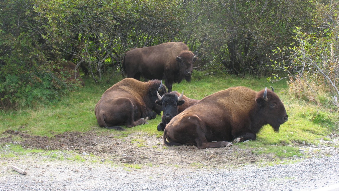 Buffalo