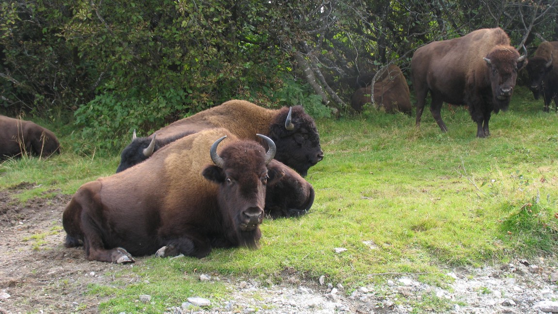 Buffalo
