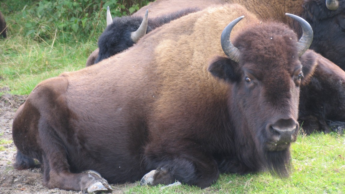 Buffalo