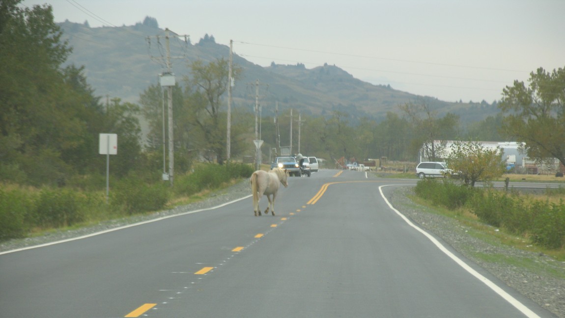 Horse in the road