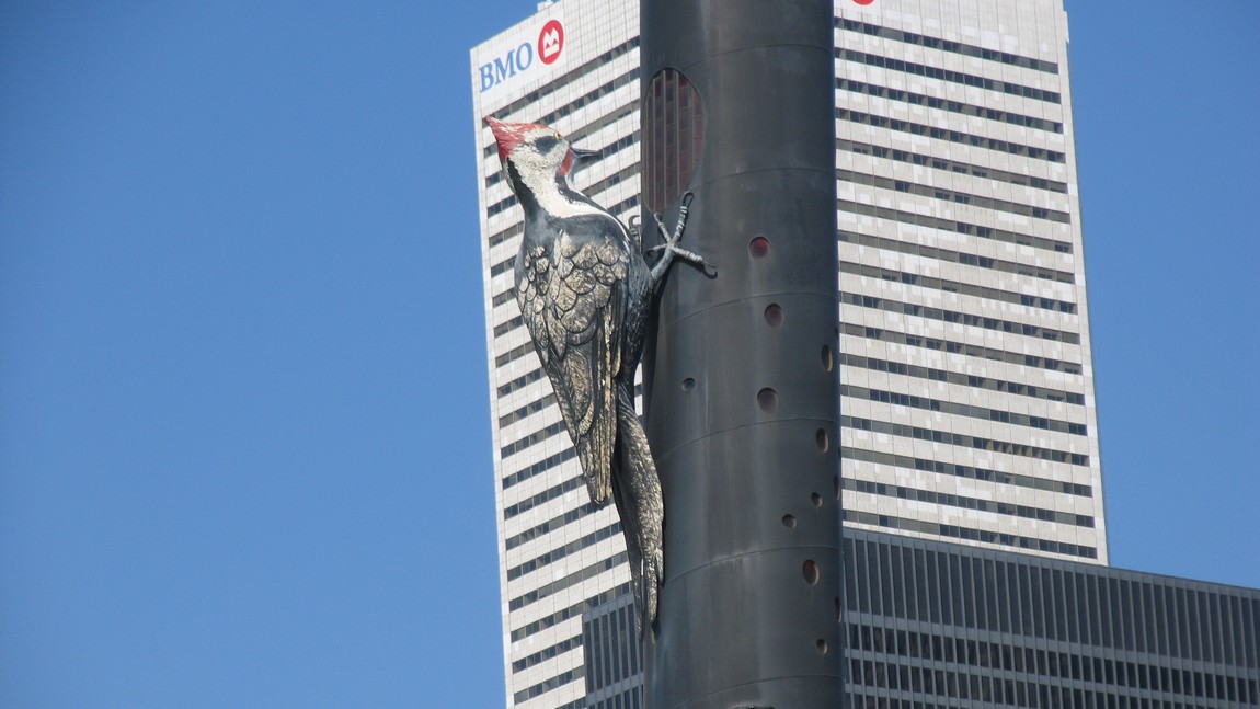 Giant woodpecker