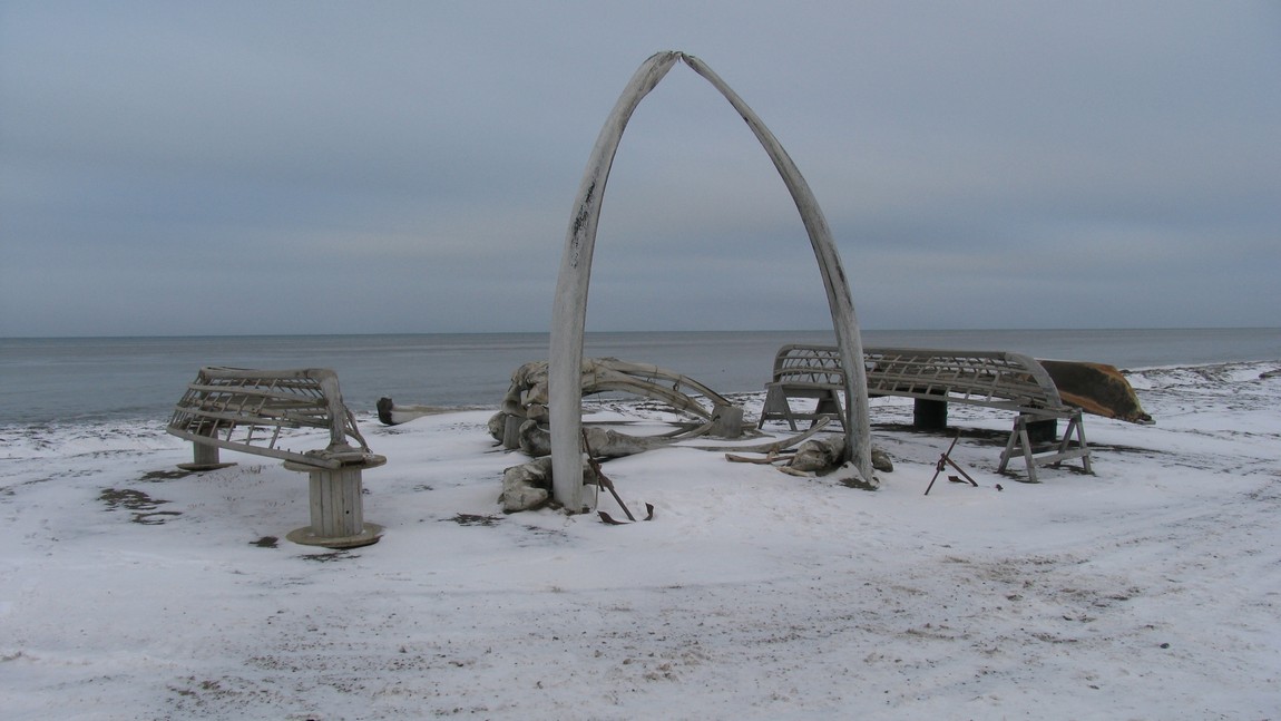 Whale bone display