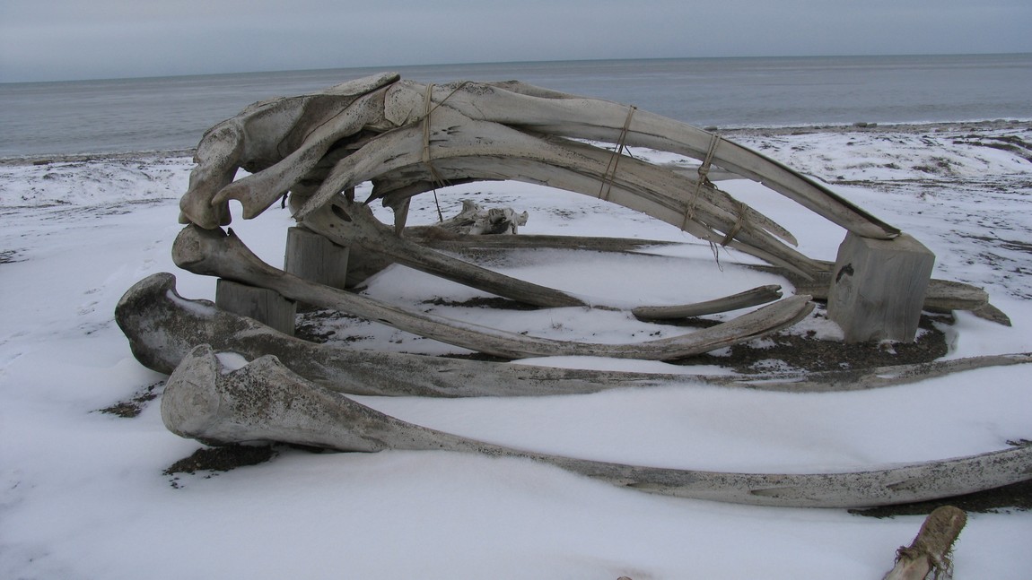 Whale bone display