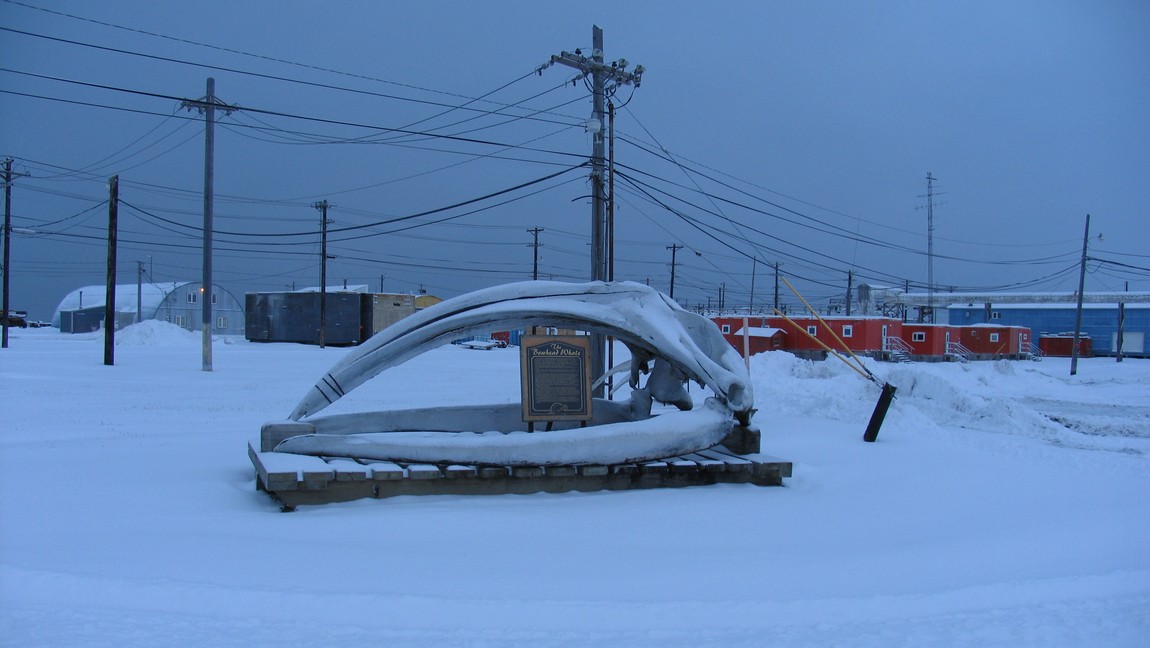Bowhead whale skull