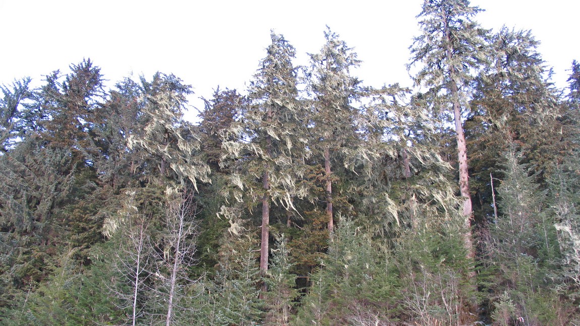 Moss in the trees