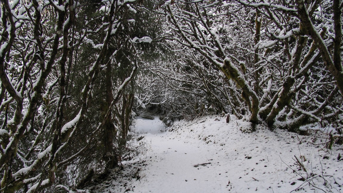 East Glacier Loop Trail